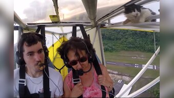 Watch: The video of stowaway cat on a wing glider that's going viral