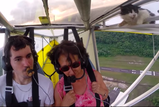 Watch: The video of stowaway cat on a wing glider that's going viral Watch: The video of stowaway cat on a wing glider that's going viral