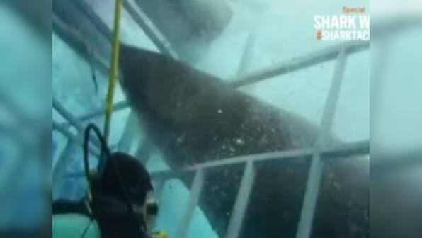 Watch: This video of a shark entering a diver's cage will give you chills