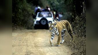 Tiger: SC refuses to entertain plea against shifting of tiger to Udaipur zoo