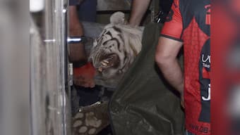 Escaped tiger from Tbilisi zoo floods shot dead by police after he kills man