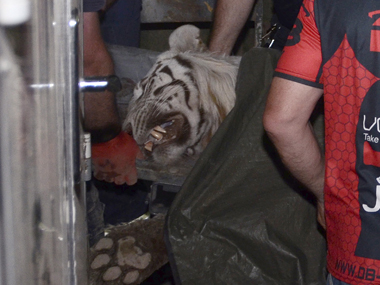 Escaped tiger from Tbilisi zoo floods shot dead by police after he kills man Escaped tiger from Tbilisi zoo floods shot dead by police after he kills man