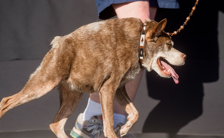 Here are some of the contestants at the World's Ugliest Dog Contest at...