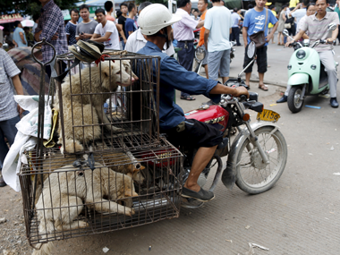 #StopYuLin2015: Despite international protests, China proceeds with gruesome dog meat eating festival #StopYuLin2015: Despite international protests, China proceeds with gruesome dog meat eating festival
