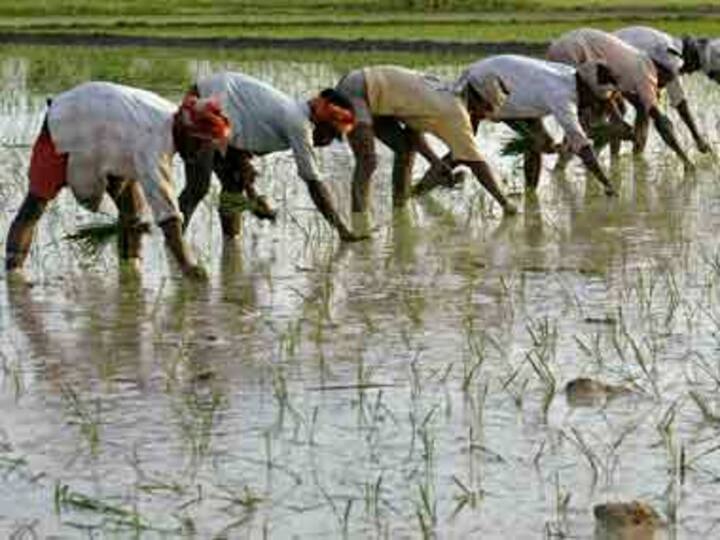 Nitish's rice revolution in Bihar is stalling: agro-scientists look for a new formula