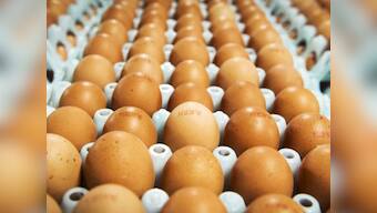 Illegal use of Fipronil insecticide by illiterate farmers in India poses a threat to health, environment