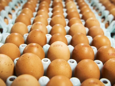 Illegal use of Fipronil insecticide by illiterate farmers in India poses a threat to health, environment Illegal use of Fipronil insecticide by illiterate farmers in India poses a threat to health, environment