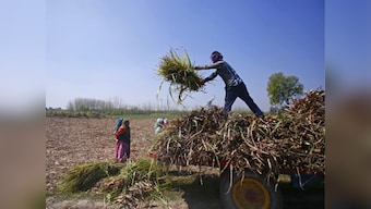 Maharashtra's agriculture conundrum: How sugarcane politics roiled other nutrition crops in the state