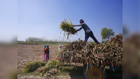 Maharashtra's agriculture conundrum: How sugarcane politics roiled other nutrition crops in the state
