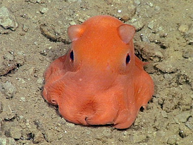 cute octopus