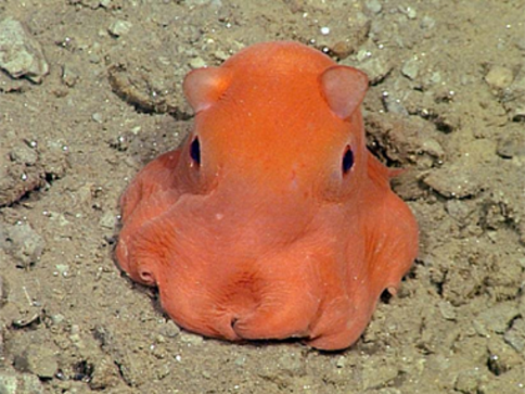 jellycat pink octopus