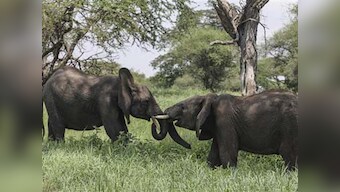 Sharp decline of elephants in Tanzania is direct result of poaching