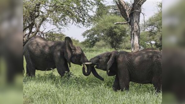 Sharp decline of elephants in Tanzania is direct result of poaching