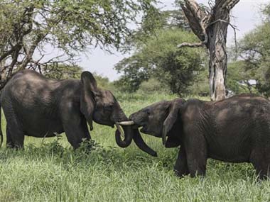 Sharp decline of elephants in Tanzania is direct result of poaching Sharp decline of elephants in Tanzania is direct result of poaching