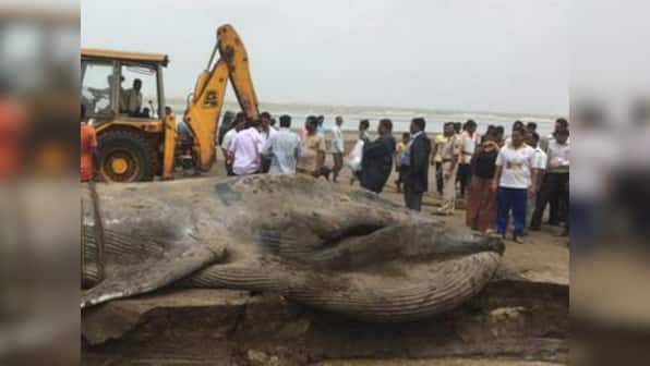 42-ft-long blue whale washed ashore near Mumbai coast, dies