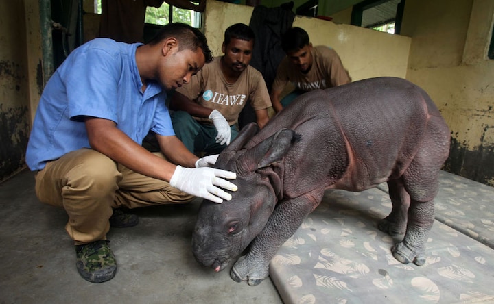 Lost in the wild: Three-day-old rhinoceros found wandering in Kaziranga National Park