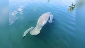 Watch: Never seen before video of rare twin baby manatees