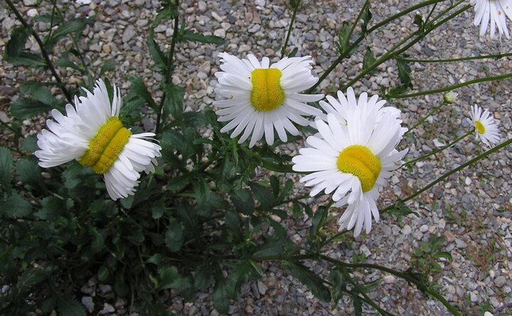 Nuclear leak aftermath: Deformed daisies spotted at Fukushima disaster site in Japan
