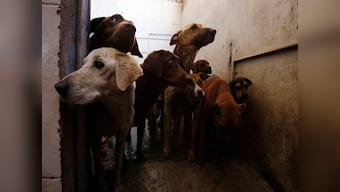 Security guard rapes stray dog in Mumbai's Kandivali: India must strengthen PCA Act to deter sexual crimes against animals