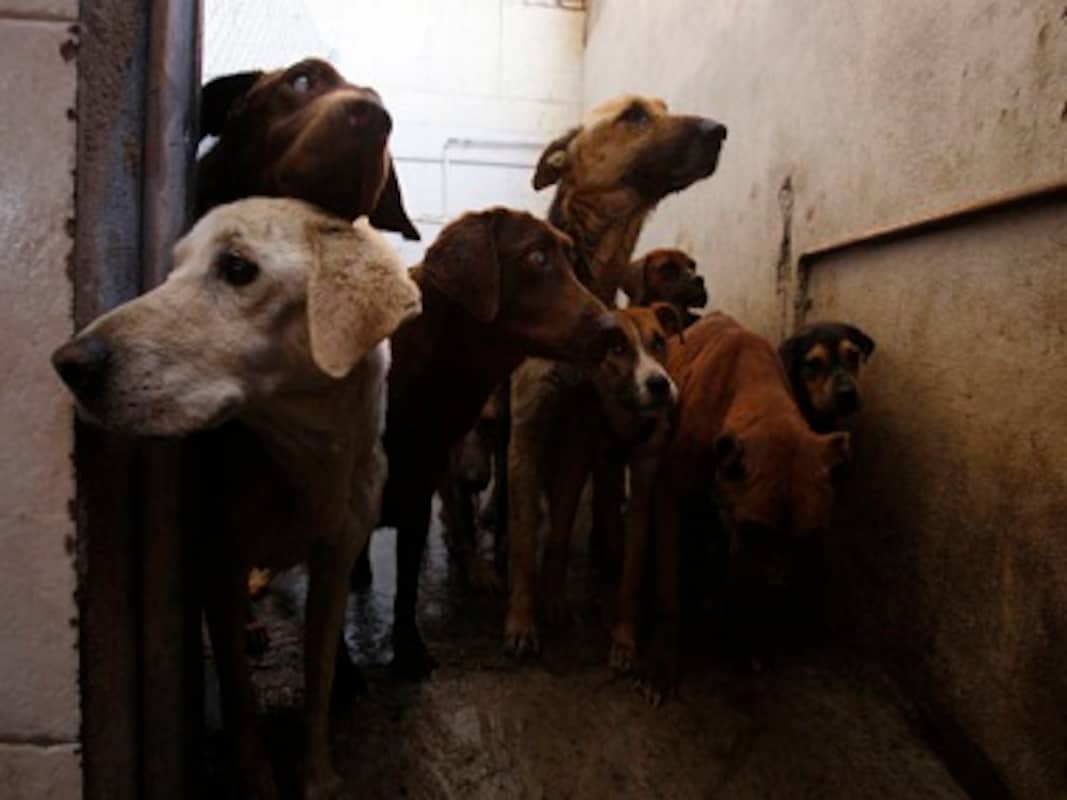 Kerala's plans to get rid of stray dogs could bite it in the butt-Living  News , Firstpost