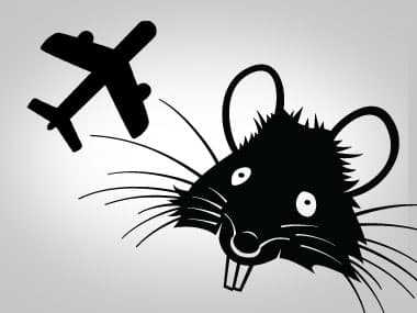 Rat spotted on an Air India flight