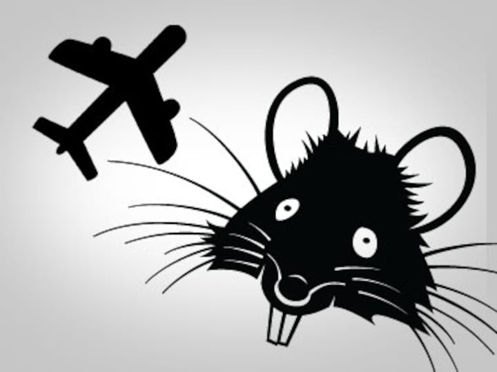 Pest pressure: Rat spotting forces Air India to recall Milan flight four hours into journey