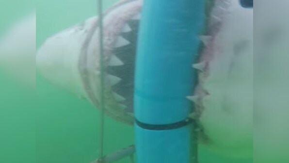 Jaws 2.0! Angry shark attacks cage full of people in this viral video