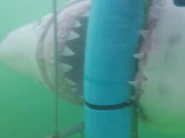 Jaws 2.0! Angry shark attacks cage full of people in this viral video