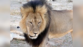 Men due in court for killing Zimbabwe's Cecil the lion