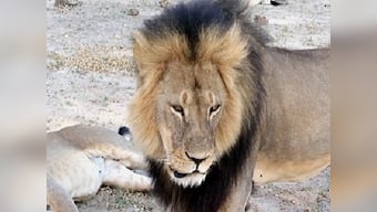I have done nothing wrong, says hunter of Cecil the Lion