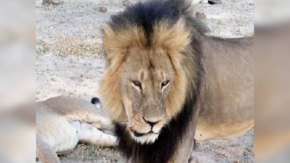 I have done nothing wrong, says hunter of Cecil the Lion