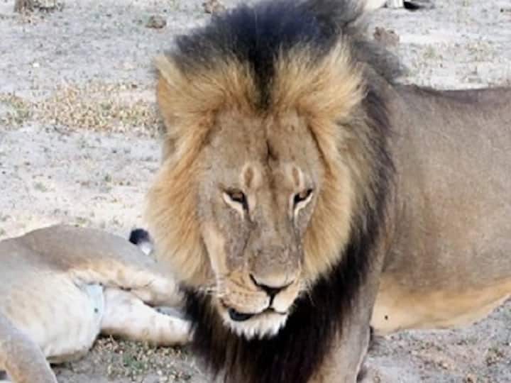 Cecil the lion: Zimbabwe seeks American lion killer's extradition 