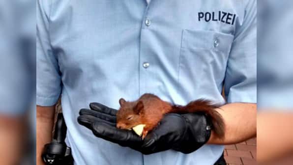 Too hot to handle: German police puts aggressive squirrel 'behind bars'