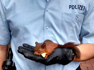 Too hot to handle: German police puts aggressive squirrel 'behind bars' Too hot to handle: German police puts aggressive squirrel 'behind bars'