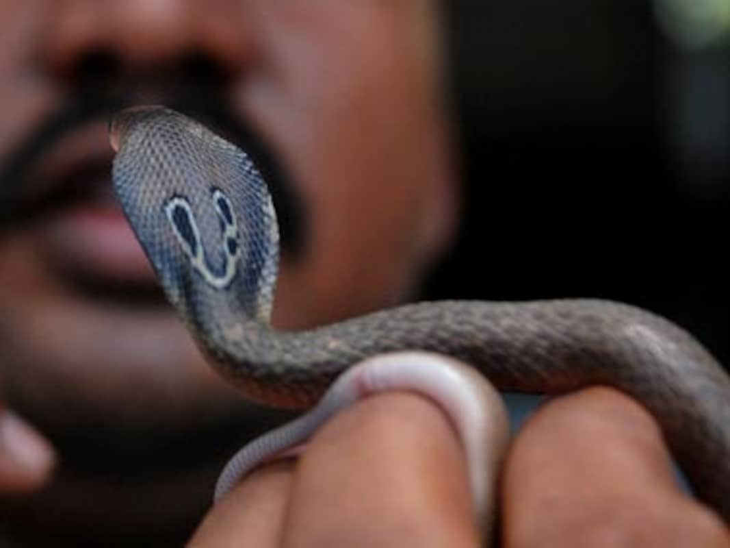 Snakes in a house: Mumbai couple find 14 baby cobras in Chembur flat-India  News , Firstpost
