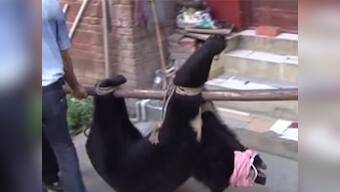 Man in China raises 'puppies' for 2 years, discovers they're actually bears