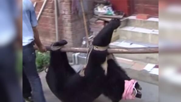 Man in China raises 'puppies' for 2 years, discovers they're actually bears
