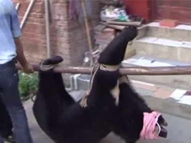 Man in China raises 'puppies' for 2 years, discovers they're actually bears Man in China raises 'puppies' for 2 years, discovers they're actually bears