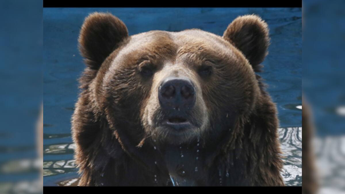 Reallife Baloo? Bear breaks into bakery in US, eats nearly 40 pies