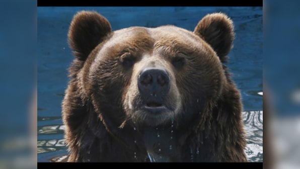 Real-life Baloo? Bear breaks into bakery in US, eats nearly 40 pies