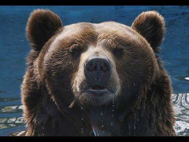 Real-life Baloo? Bear breaks into bakery in US, eats nearly 40 pies