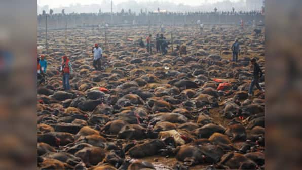 Nepal's 300-year-old Gadhimai festival discontinues animal sacrifice