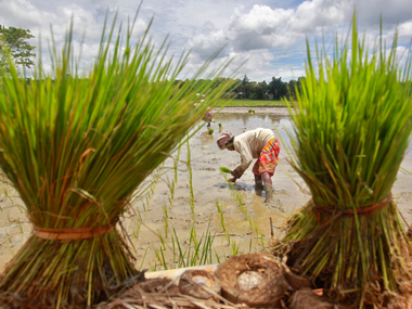 Cauvery dispute: Is Tamil Nadu's sloppy management and poor crop choice behind this watery mess? Cauvery dispute: Is Tamil Nadu's sloppy management and poor crop choice behind this watery mess?
