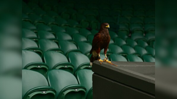 Wimbledon: Rufus the hawk keeps pigeons away from the courts