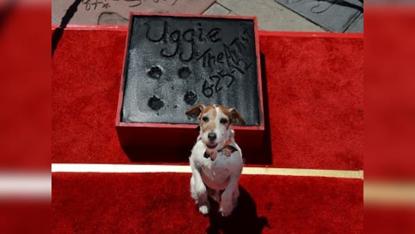 Uggie, the Jack Russel Terrier from 'The Artist', put down at the age of thirteen years