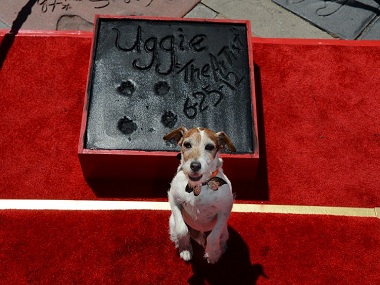 Uggie, the Jack Russel Terrier from 'The Artist', put down at the age of thirteen years Uggie, the Jack Russel Terrier from 'The Artist', put down at the age of thirteen years