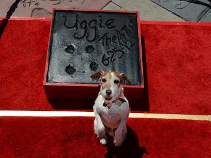 Uggie, the Jack Russel Terrier from 'The Artist', put down at the age of thirteen years