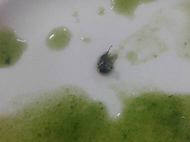 Report fly in soup on Facebook? This club might just slap you with suspension, defamation notice