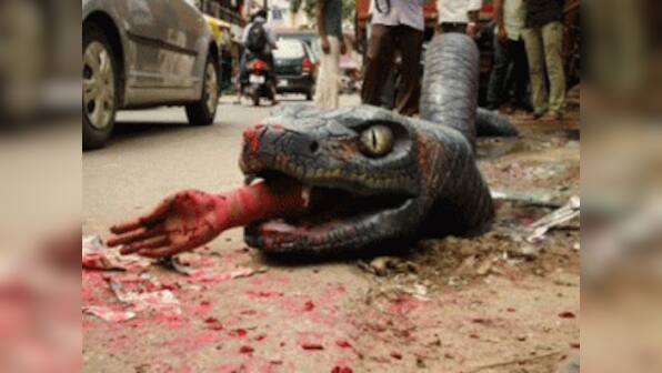 First crocodile and now it's an anaconda on the streets of Bengaluru: Here's why