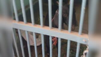 After 'abusive' parrot, a goat now in Maharashtra police custody for being part of 'cattle theft'